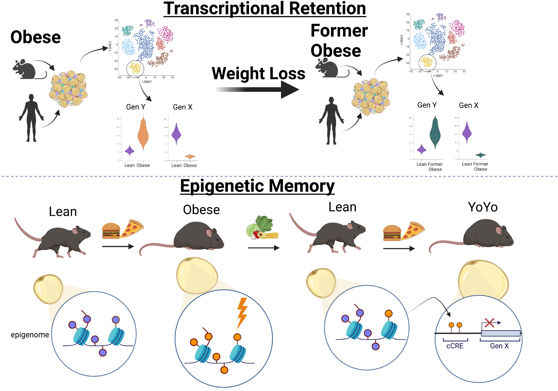 Epigenetic memory of obesity